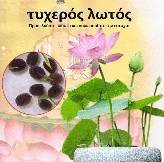 【Lucky Lotus】 Υδάτινο φυτό Lucky Lotus